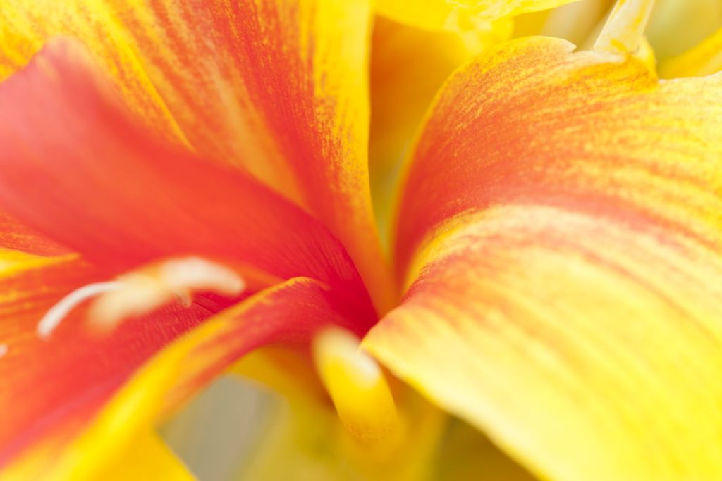 Canna Lily Perrin Clarke Photography