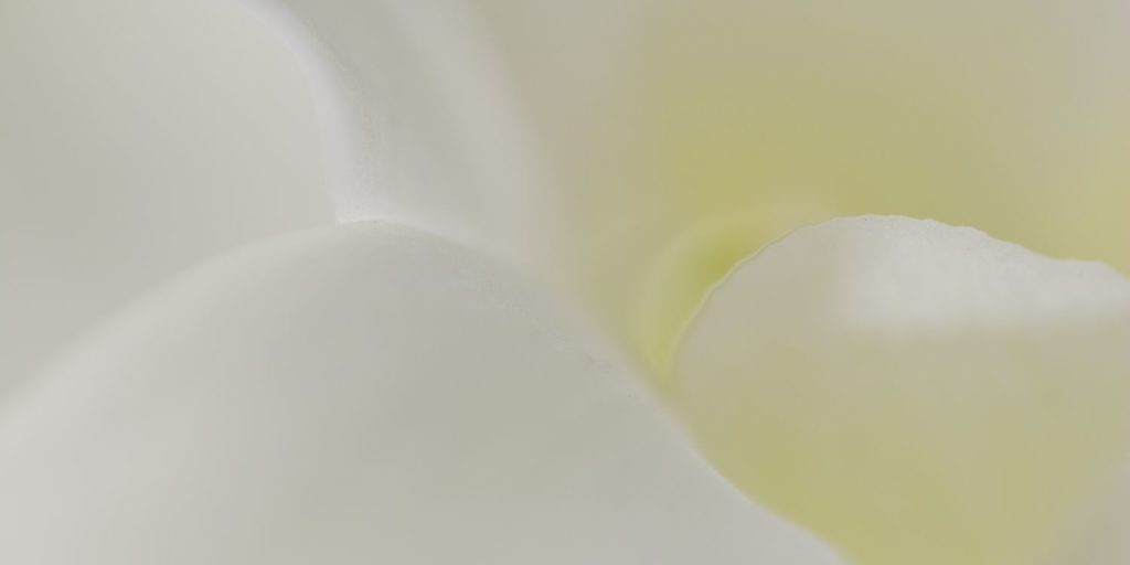 Egg White Orchid Port Douglas Photography