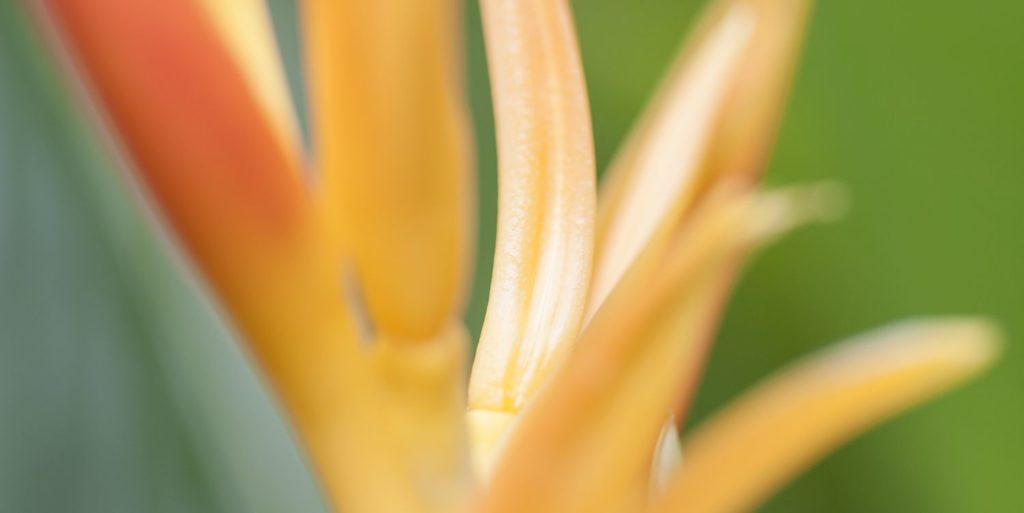 Heliconia Far North Queensland Photography