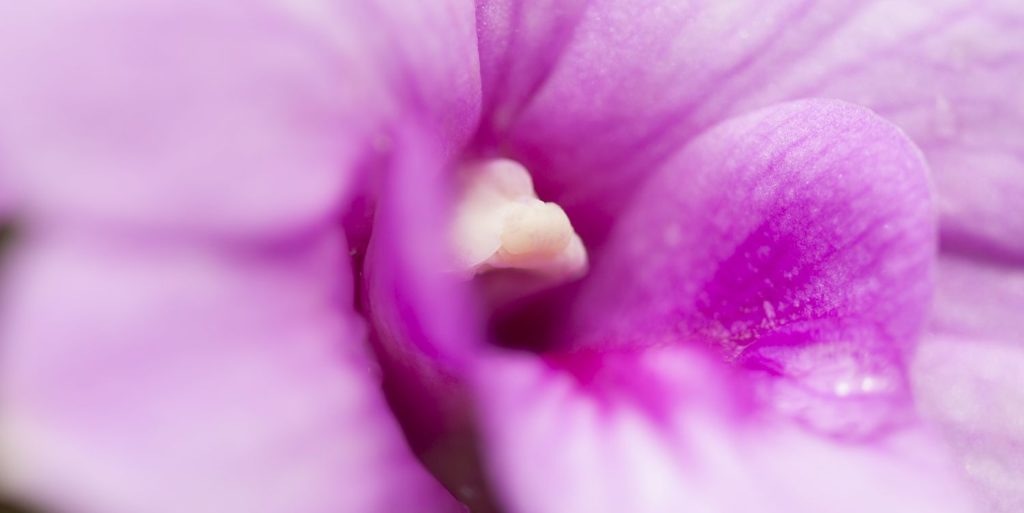 Inner Orchid Flower Perrin Clarke Photography