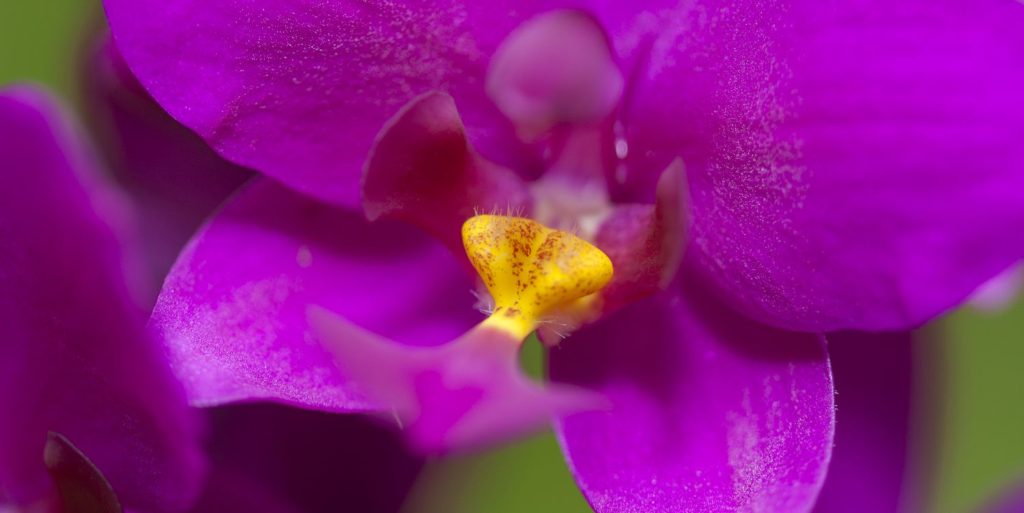 Magenta Orchid Far North Queensland Photography