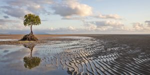 Mangrove Tree Low Tide Far North Queensland Photography
