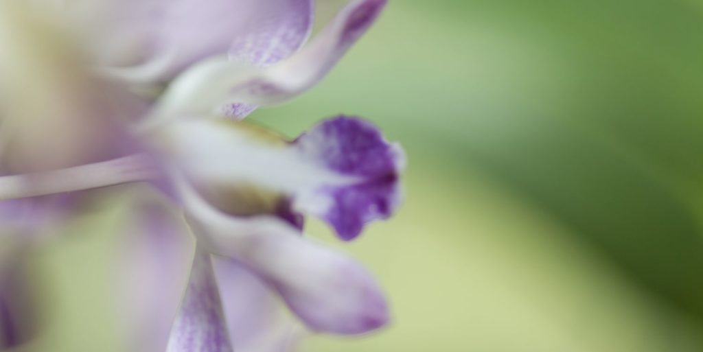 Orchid Bloom Far North Queensland