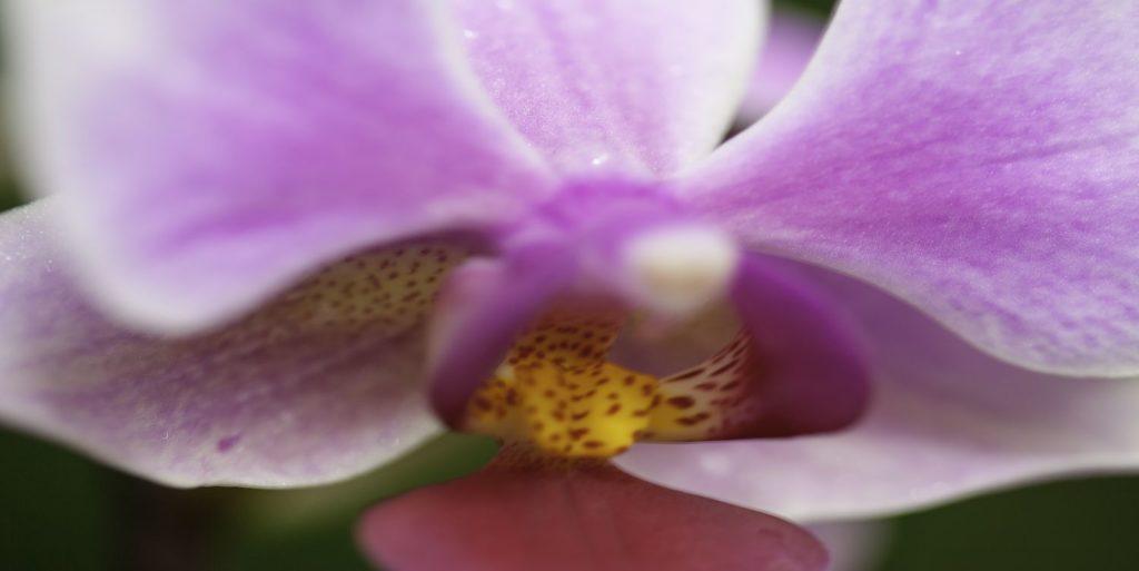 Orchid Petals Far North Queensland Photography