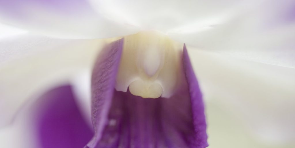 Orchid Teeth Far North Queensland Photography