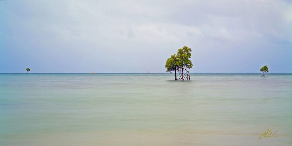 Orpheous Island Mangrove Fine Art Photography