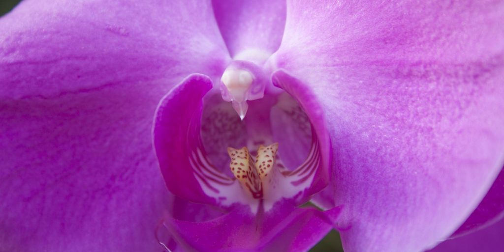 Pink Orchid Port Douglas Photography