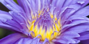 Purple Water Lily Perrin Clarke Photography