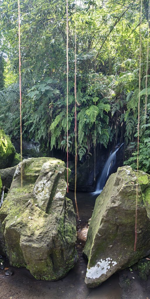 Rainforest Grotto Port Douglas Photography