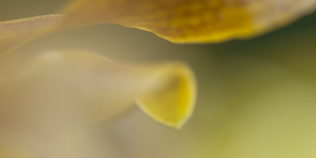 Saffron Orchid Port Douglas Photography