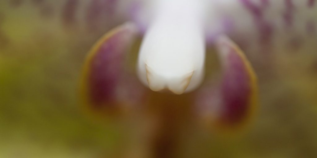 The Bull Orchid Perrin Clarke Photography