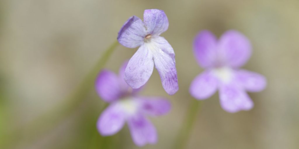 Wild Violets Perrin Clarke Photography