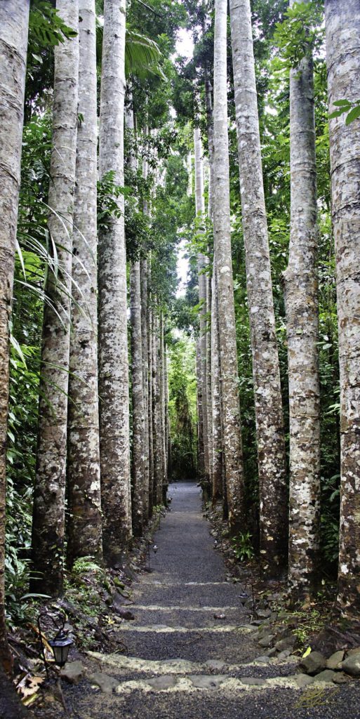 Paronella Tree Pathway Far North Queensland Photography